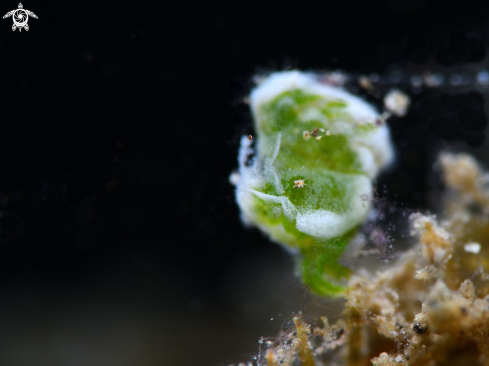 A Green Algae Shrimp