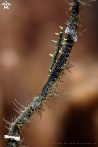 A Miropandalus hardingi juv. | Rhino shrimp