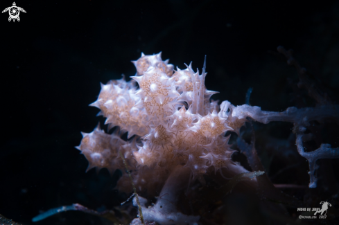 A Phyllodesmium koehleri | Mimicry Nudibranch