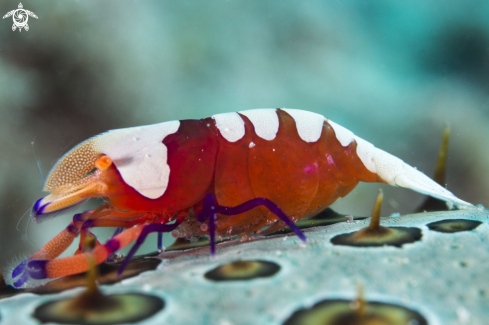 A Emperor shrimp