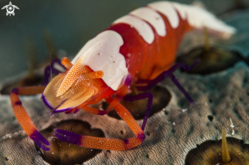 A Periclimenes imperator | Emperor shrimp