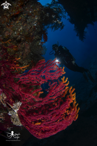 A soft coral