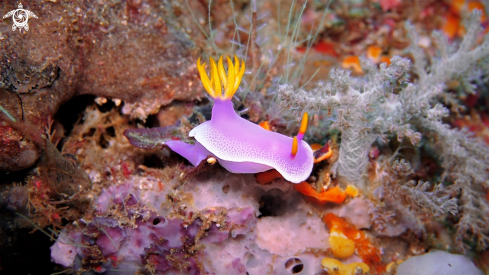 A Hypselodoris Apolegma | Nudibranch