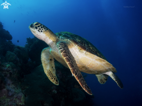 A Chelonia mydas | Green Turtle,Tartaruga verde.