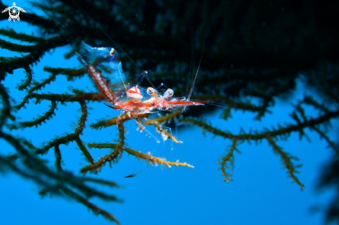 A Gorgonian shrimp