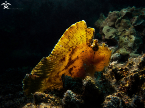 A Taenianotus triacanthus | Leaf scorpionfish