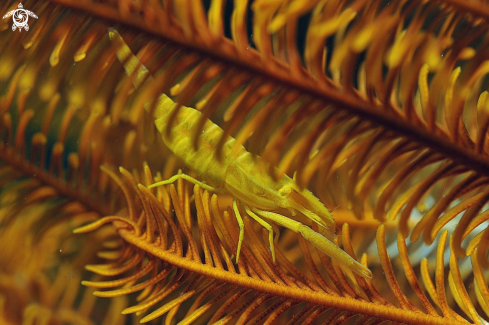 A Allogalathea Elegans | Crinoid Squat Lobster 