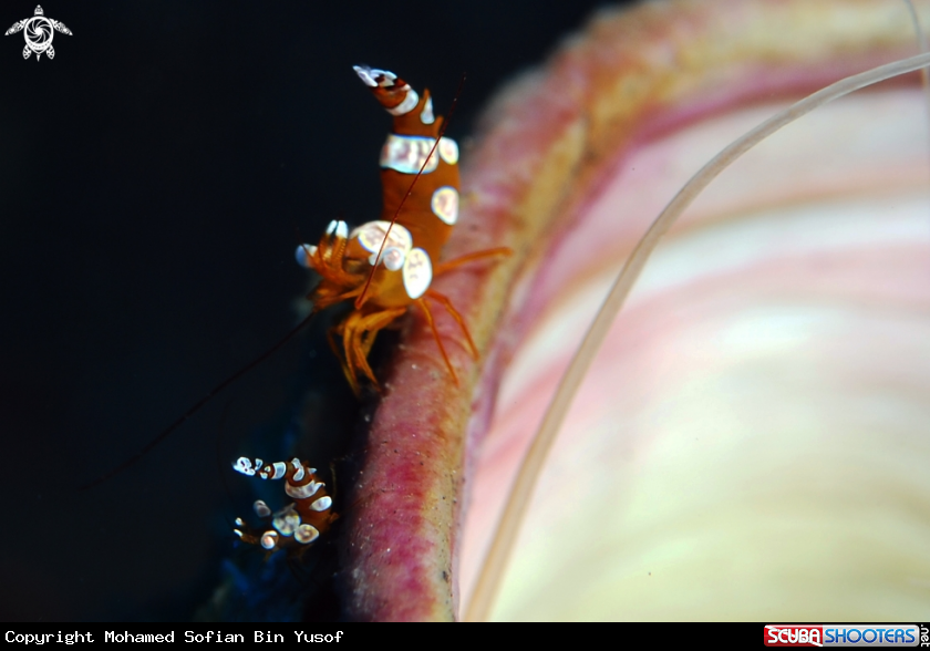A Sexy anemone shrimp