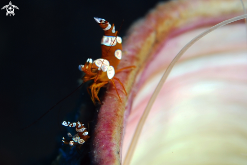 A Sexy anemone shrimp