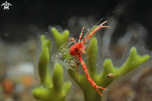 A Squat lobster