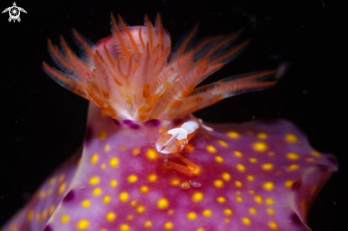 A Emperor shrimp with Nudi