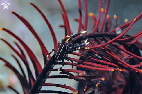 A Crinoid Squat Lobster