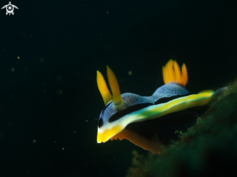 A Chromodoris Annae | Chromodoris Annae