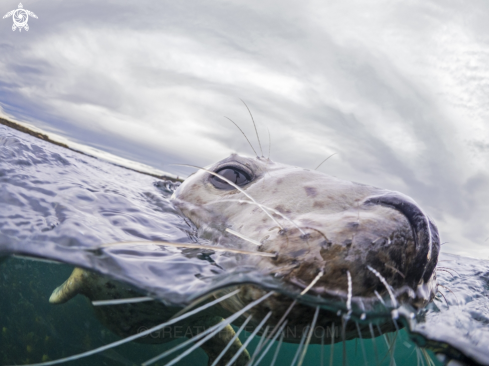 A Grey Seal