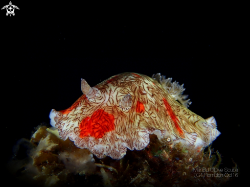 A Nudibranch