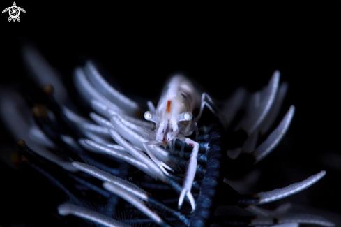 A Twin stripe crinoid shrimp