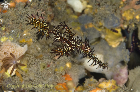 A ghost pipefish