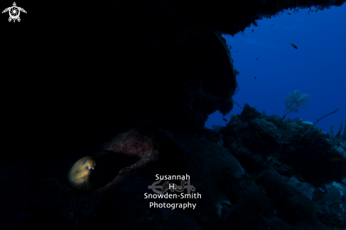 A Gymnothorax funebris | Moray eel