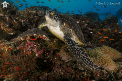 A Turtle in relax