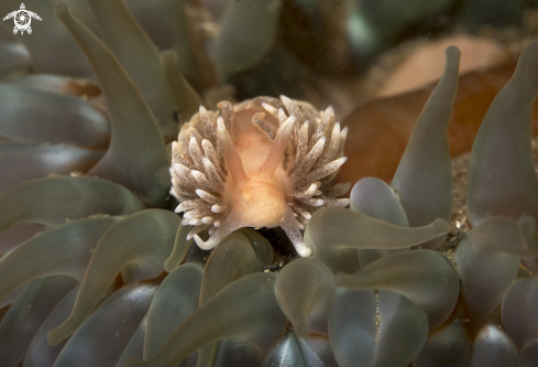 A Aeolidia | Nudibranch