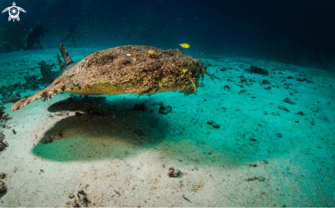 A Tasselled Wobbegong   | Beard shark