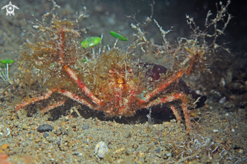 A Crab