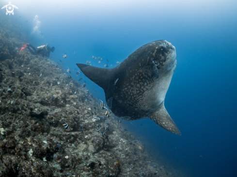 A Mola ramsayi | Southern Ocean Sunfish