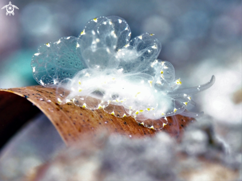 A Butterfly Nudibranch 