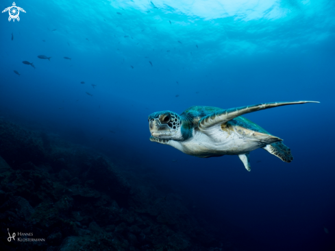 A Sea Turtle