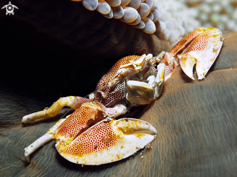 A Neopetrolisthes maculatus. | Anemone Crab