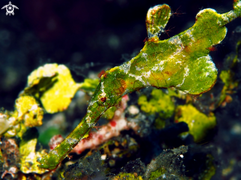 A Solenostomus halimeda. | Halimeda ghost pipefish