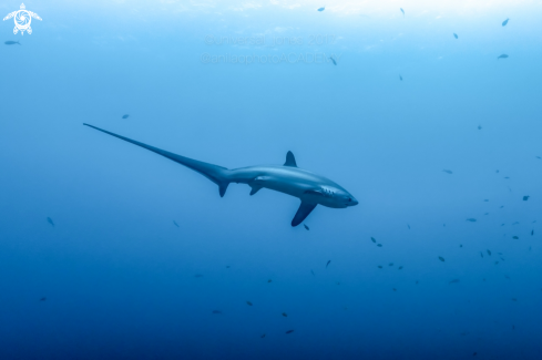A  Alopias pelagicus | Thresher Shark