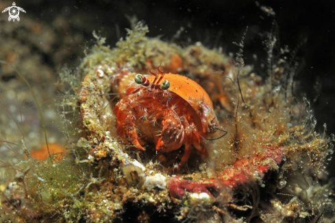 A hermit crab