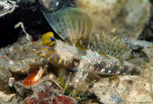 A Callionymus  bairdi | Lancer's Dragonet