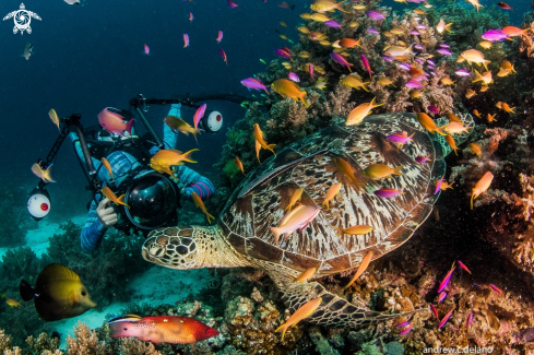 A Green Turtle