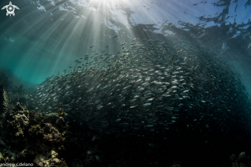 A Sardines