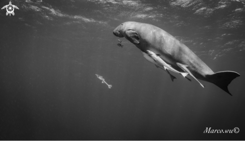 A DUgong | Dugong