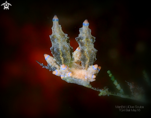 A Nudibranch