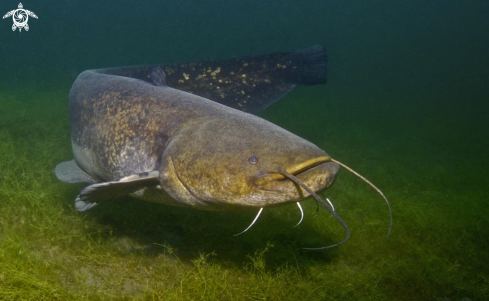 A German catfish