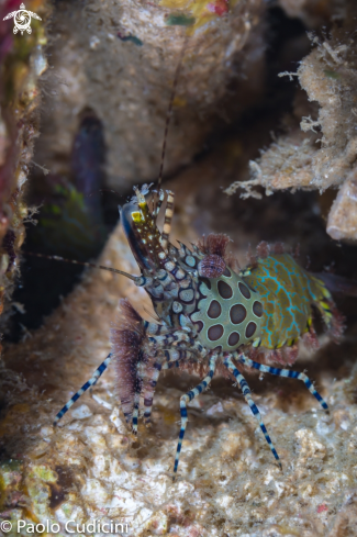 A Saron spp.-Hippolytidae | Marbled Shrimp Complex