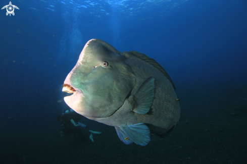 A Bumphead Parrotfish