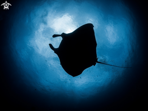 A Manta Ray