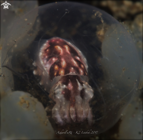 A Flamboyant cuttlefish baby