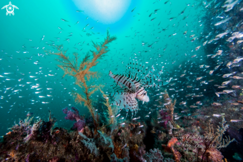 A Luna lionfish