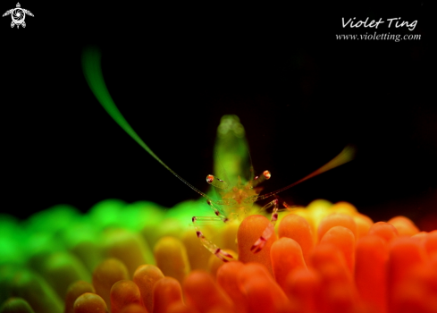 A Soft Coral Shrimp