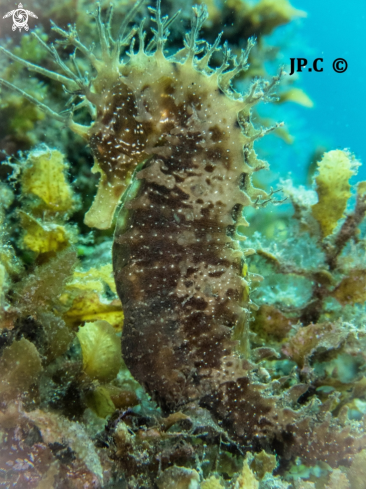 A Hippocampus Guttulatus | Hippocampe moucheté