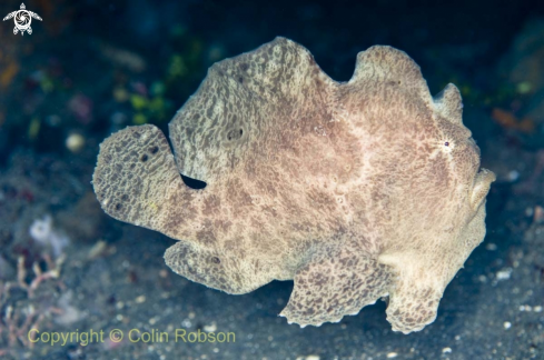 A frog fish