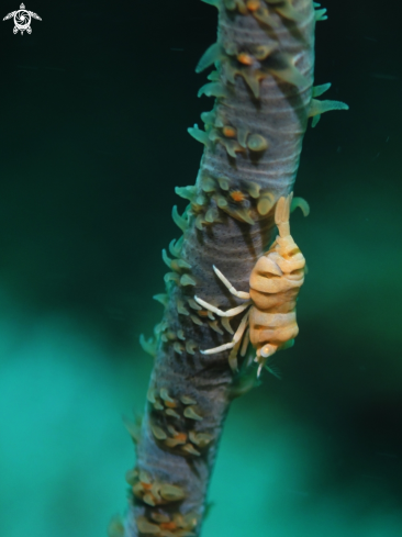 A Whip Coral Shrimp