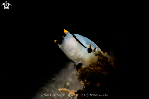 A Crowned Nudibranch