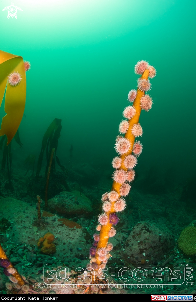 A Cape Urchins feeding on Kelp